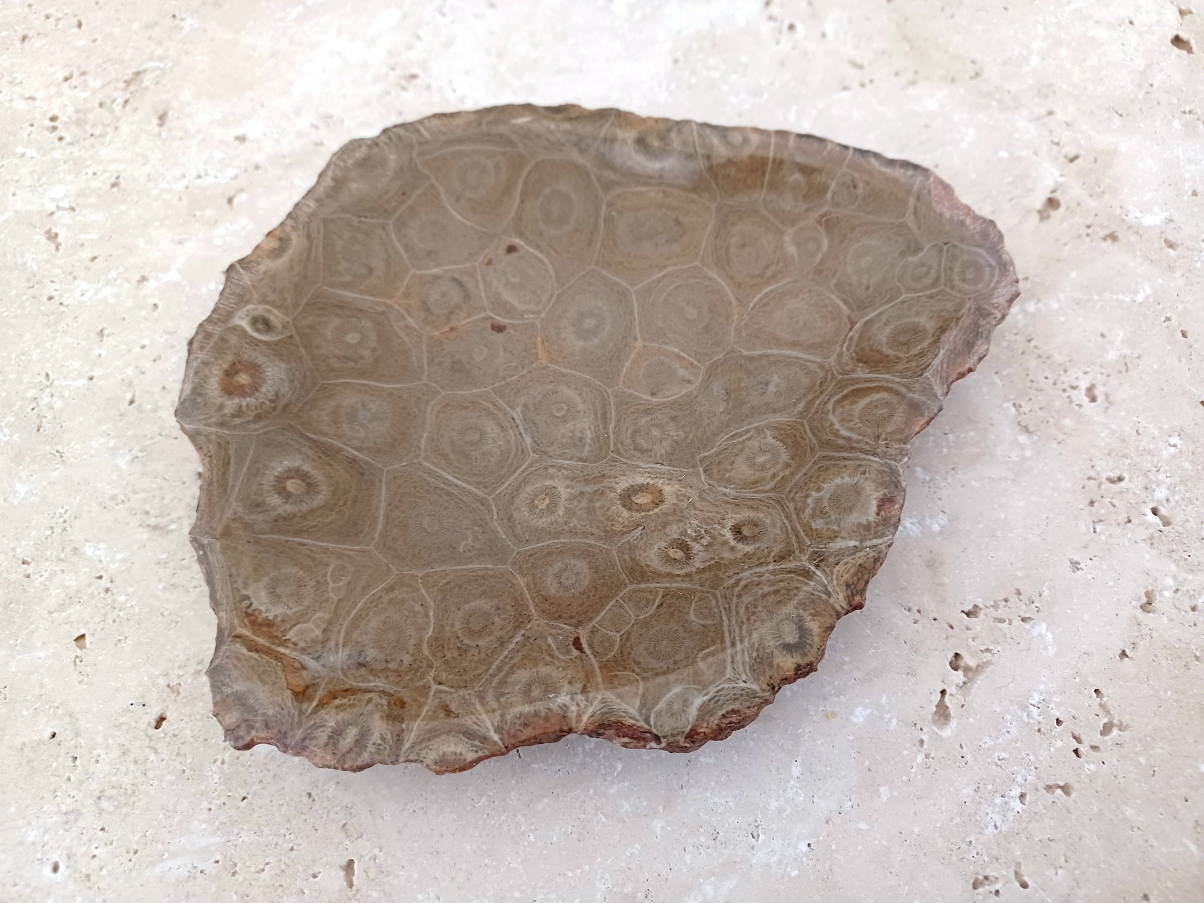 Fossile Korallen-Schale ...ein Hauch von Ozean – für deine stille Mitte.