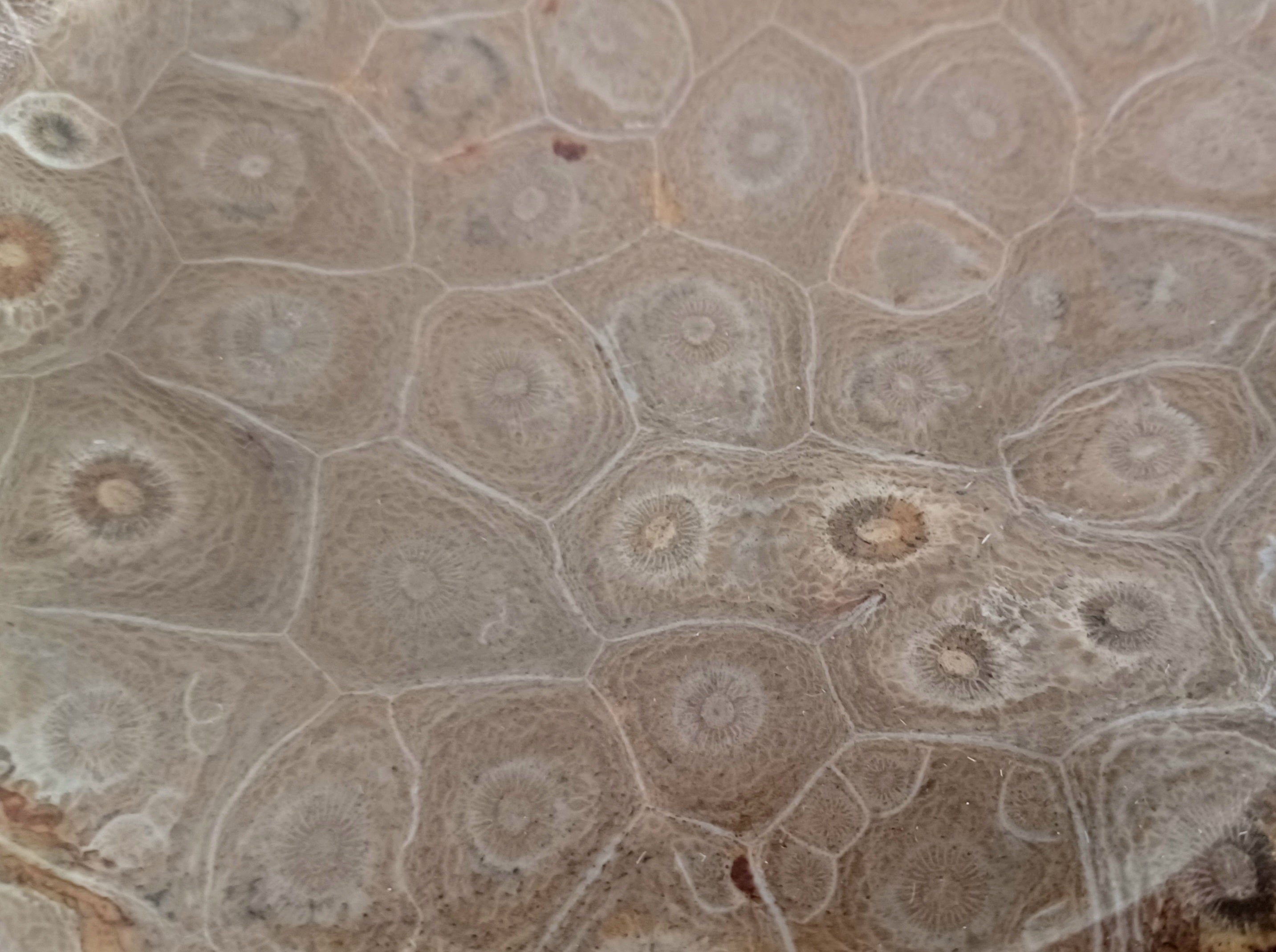 Fossile Korallen-Schale ...ein Hauch von Ozean – für deine stille Mitte.