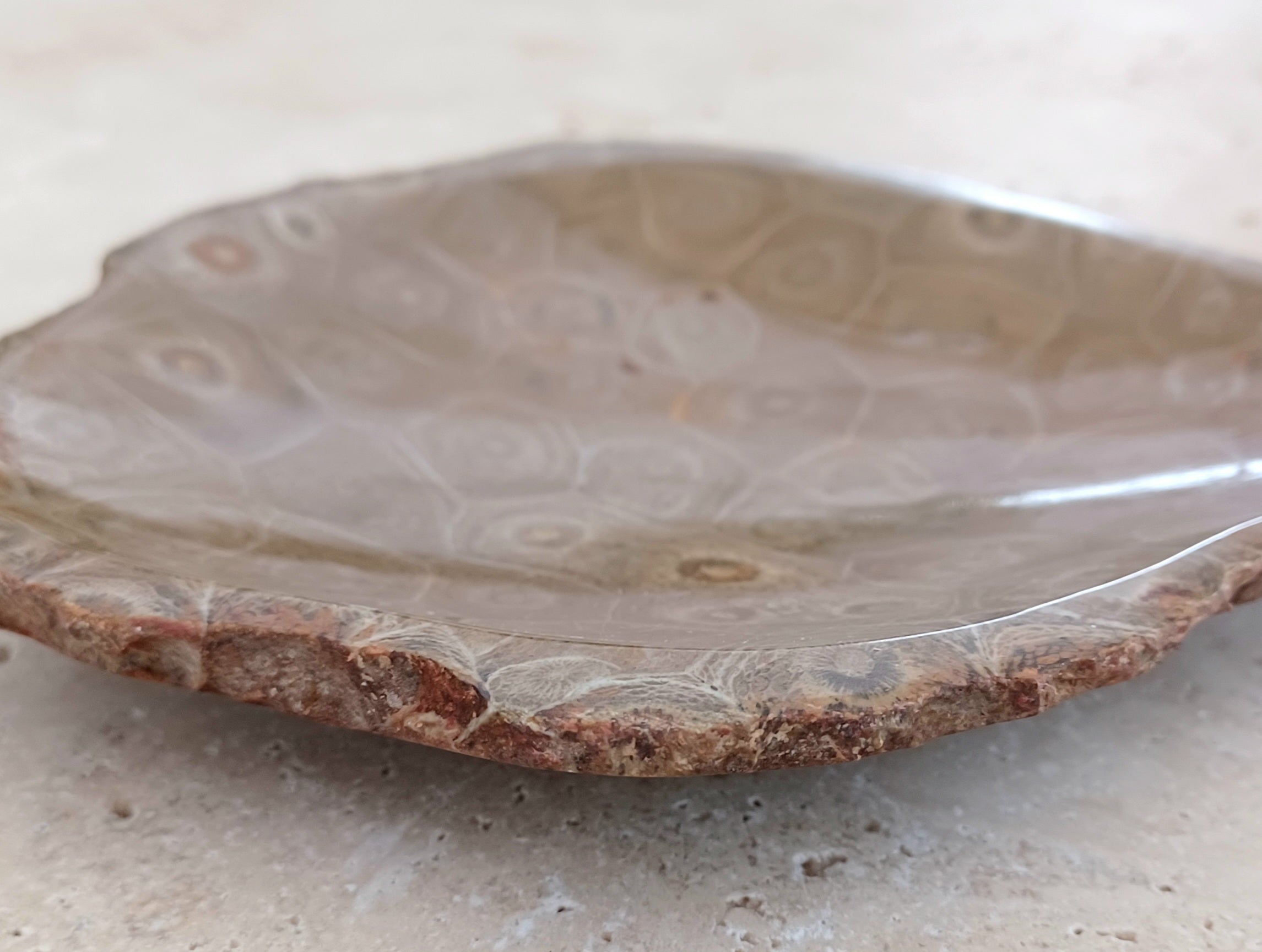 Fossile Korallen-Schale ...ein Hauch von Ozean – für deine stille Mitte.