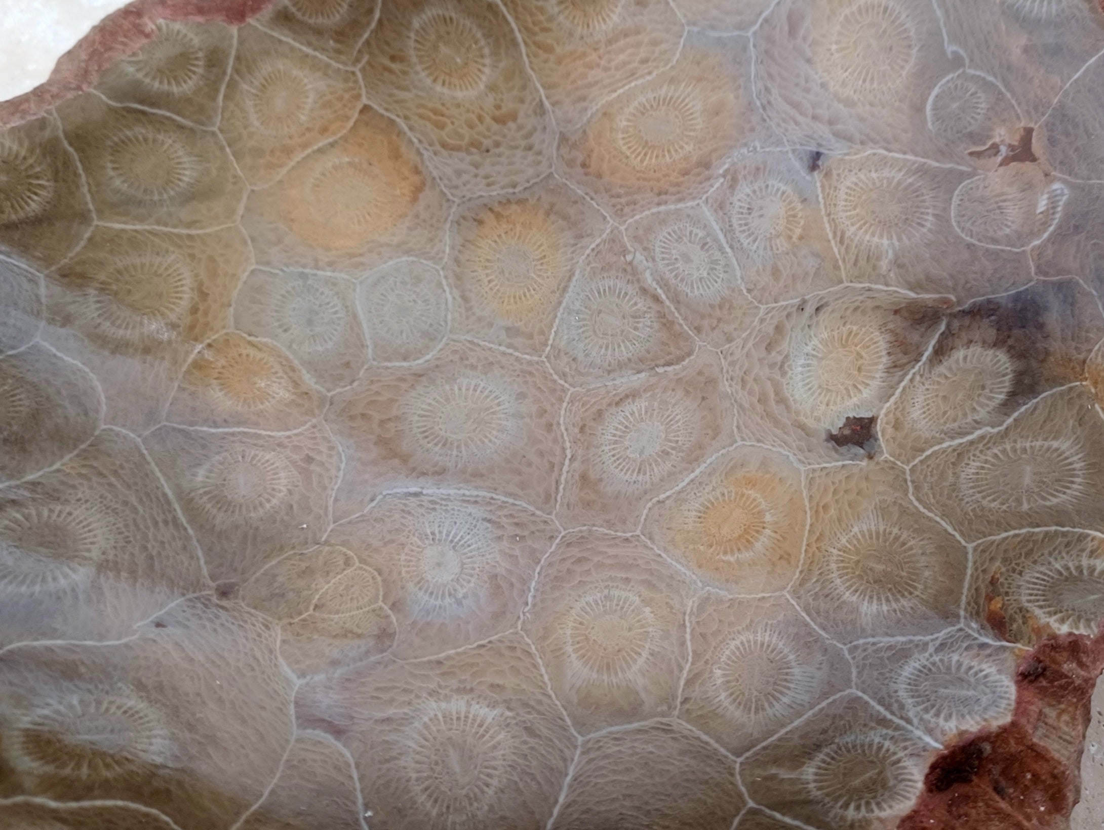 Fossile Korallen-Schale ...ein Hauch von Ozean – für deine stille Mitte.