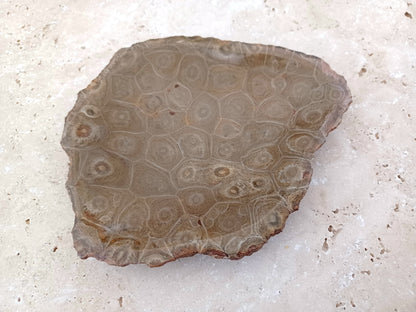 Fossile Korallen-Schale ...ein Hauch von Ozean – für deine stille Mitte. 