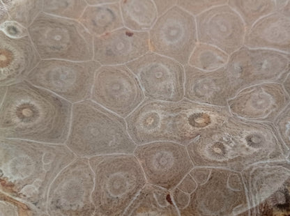 Fossile Korallen-Schale ...ein Hauch von Ozean – für deine stille Mitte. 