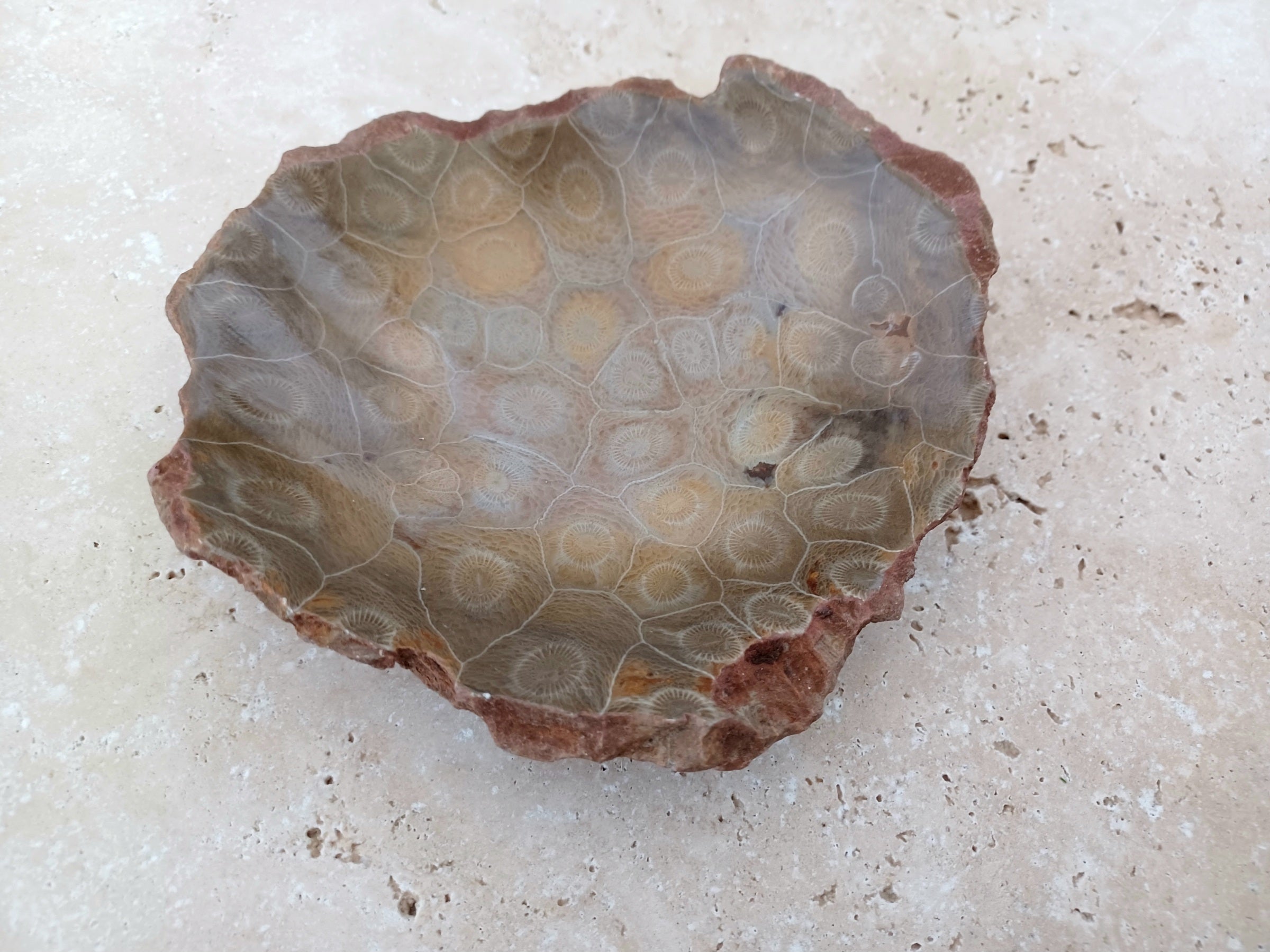 Fossile Korallen-Schale ...ein Hauch von Ozean – für deine stille Mitte. 