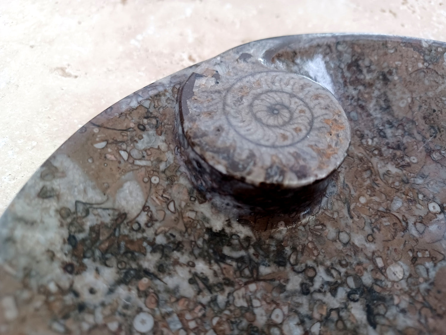 Ammonit-Schale  &quot;Erinnerung an Wandel – Symbol für Wachstum.&quot; 