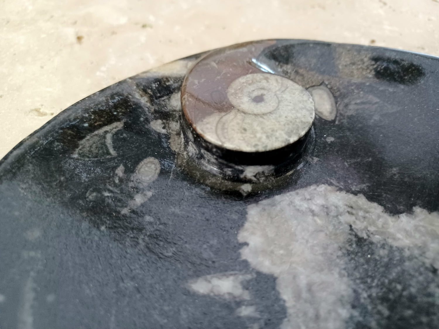 Ammonit-Schale  &quot;Erinnerung an Wandel – Symbol für Wachstum.&quot; 